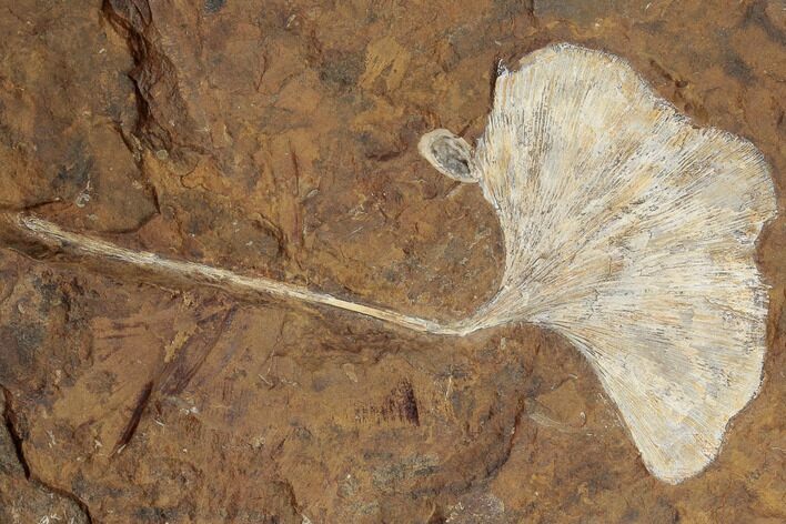 Fossil Ginkgo Leaf From North Dakota - Paleocene #188672